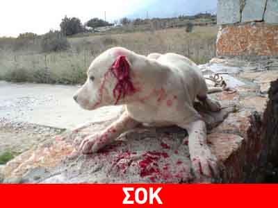 Πορεία διαμαρτυρίας για τα ζώα